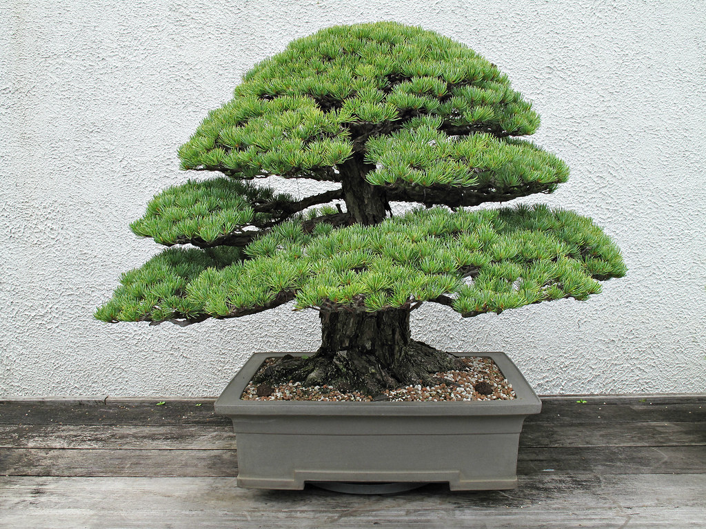  ‘Miyajima’ Japanese White Pine